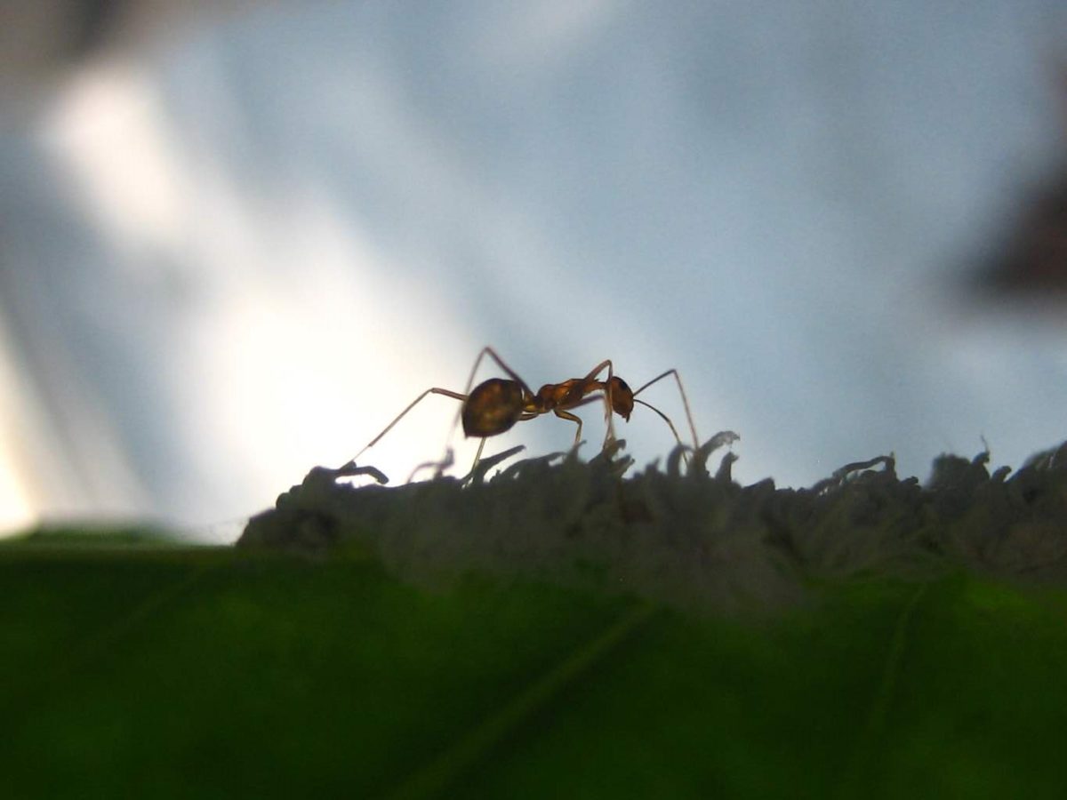 La hormiga sin nombre