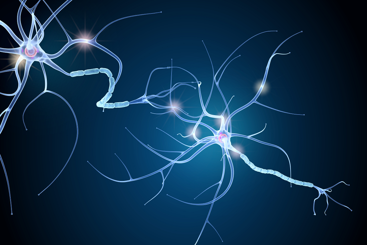 Se descubren diferencias relevantes en las células productoras de mielina