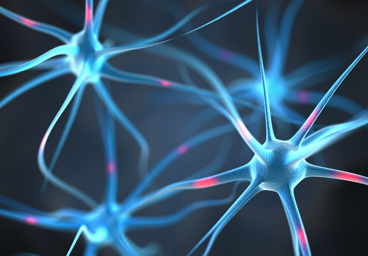 La actividad eléctrica de las células nerviosas desempeñaría papel clave en el crecimiento de la melina, importante en Esclerosis Múltiple