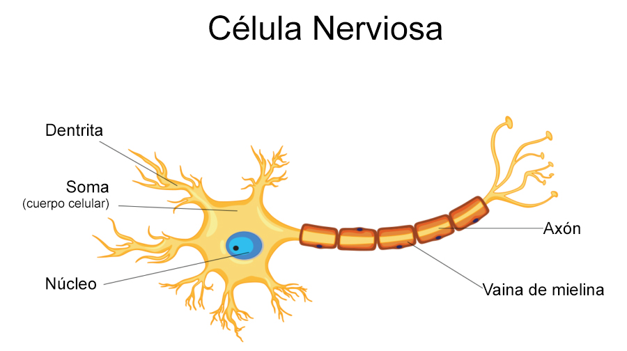 célula nerviosa