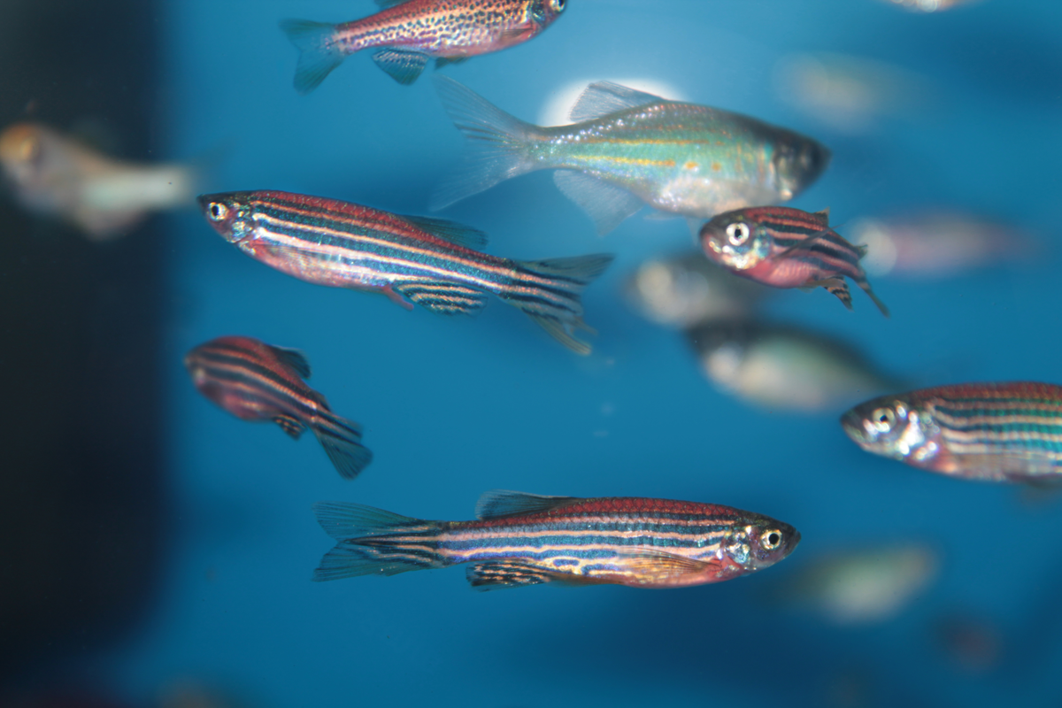 Un estudio sobre peces cebra muestra que las células supervivientes en la EM son peores para producir la mielina