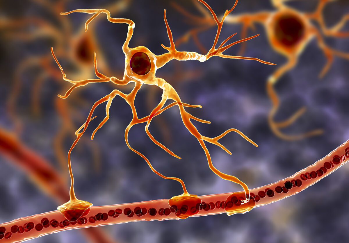 Una nueva investigación muestra que los astrocitos podrían mejorar la reparación de la mielina